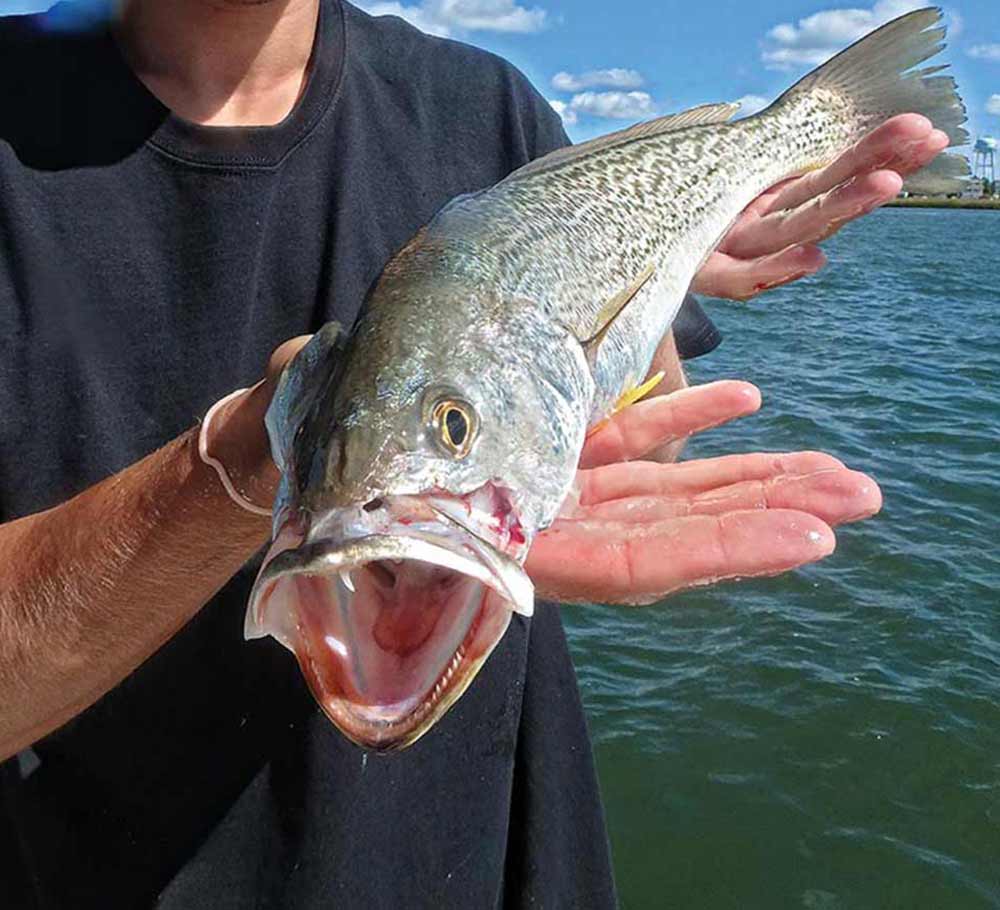 catch weakfish on artificial baits