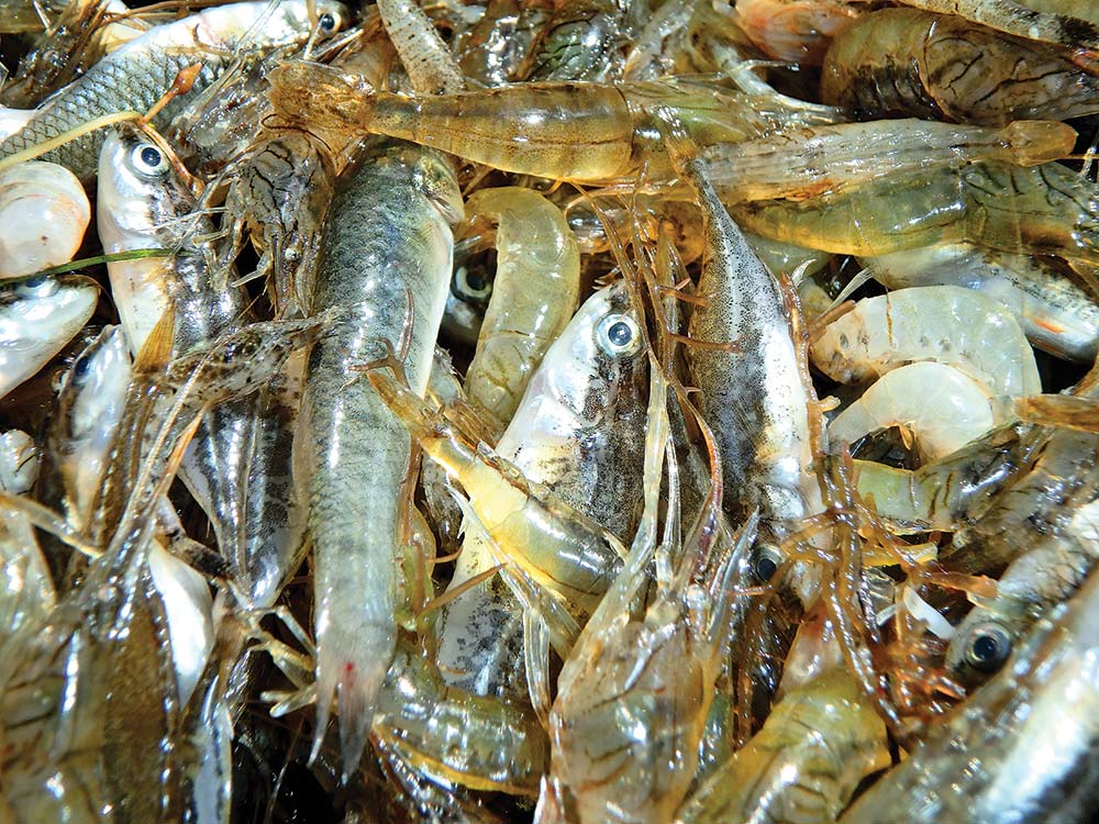 shrimp bait for weakfish