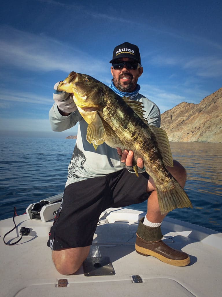 calico bass regulations