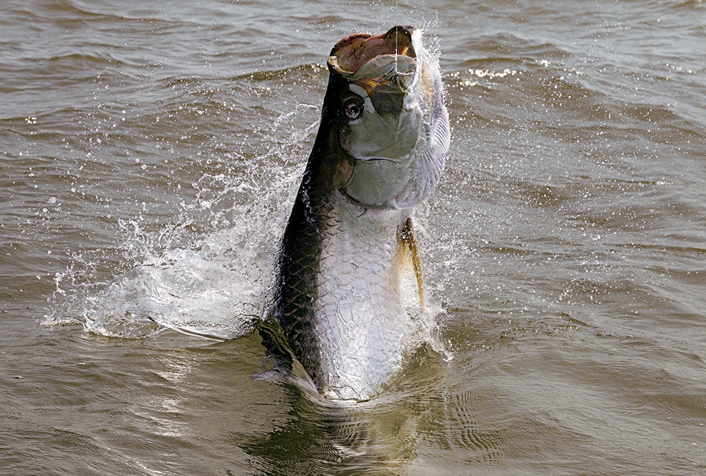 Nicaragua tarpon fishing