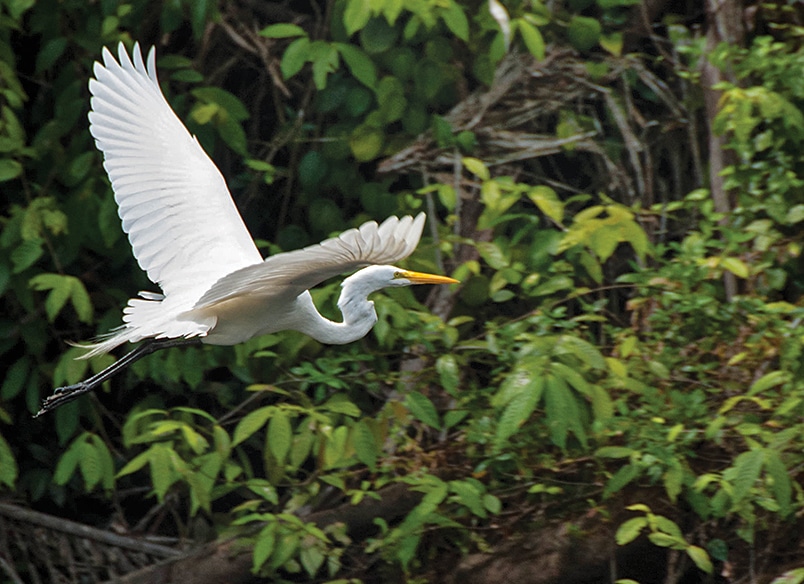 nicaragua-tarpon-03.jpg