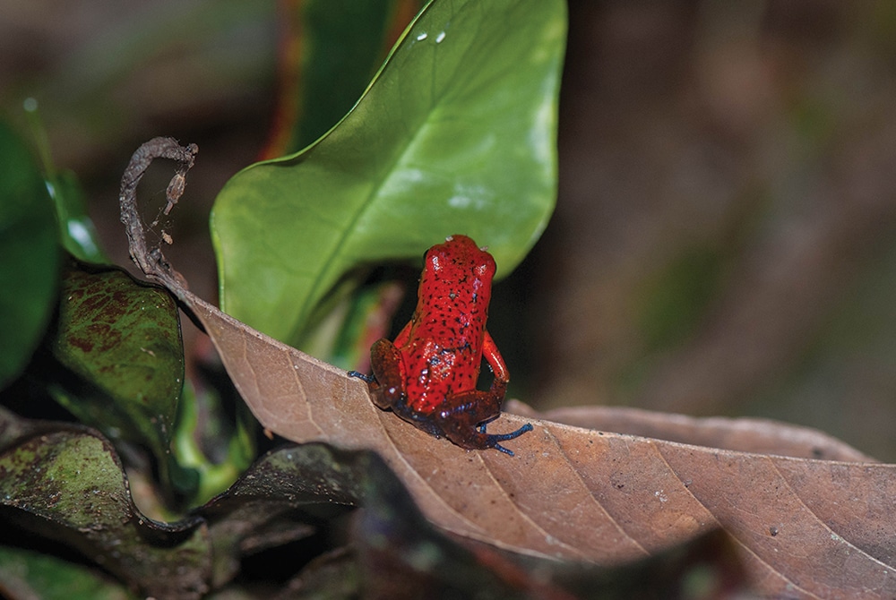 Nicaragua nature