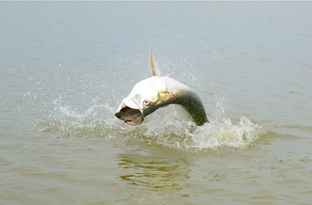 Nicaragua tarpon fishing