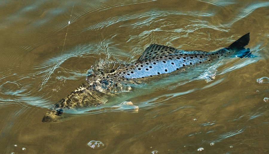 No Motor Zone seatrout