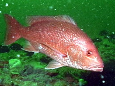 red snapper, NOAA, South Atlantic federal waters