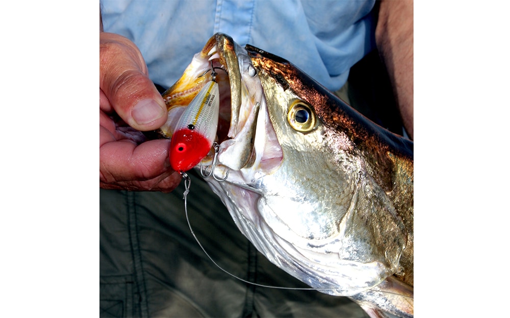 This 100-pound-plus fish lures saltwater fly anglers to the Florida Keys -  The Washington Post