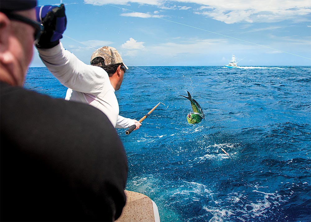 Bahamas Dolphin and Tuna