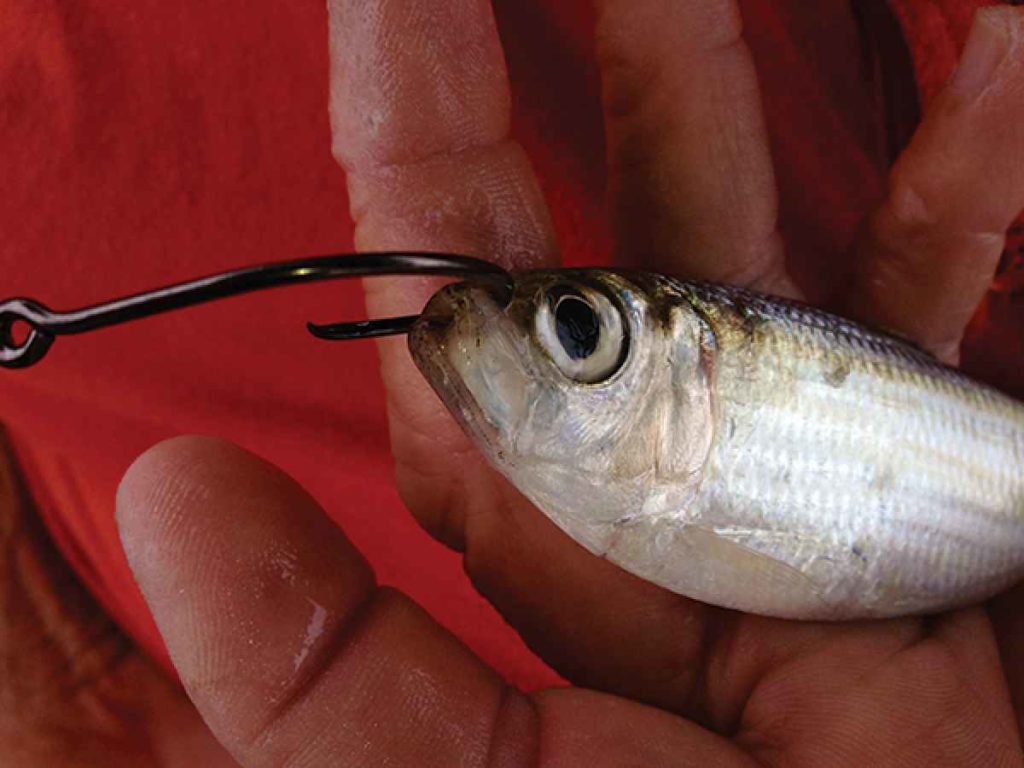 How to Hook Live Bait, Live Bait Rig