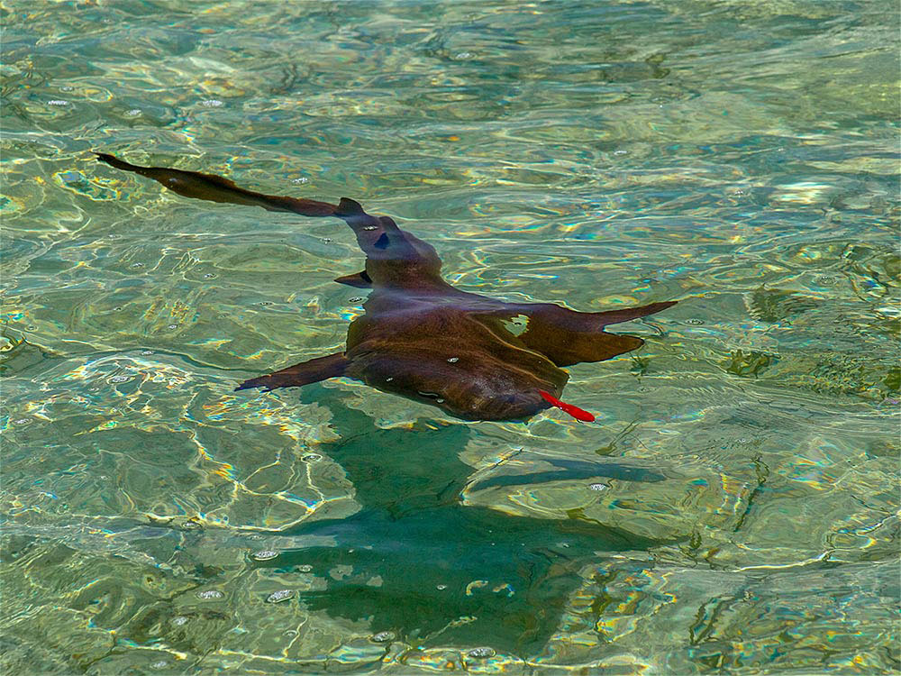 Inshore Sharks on Fly