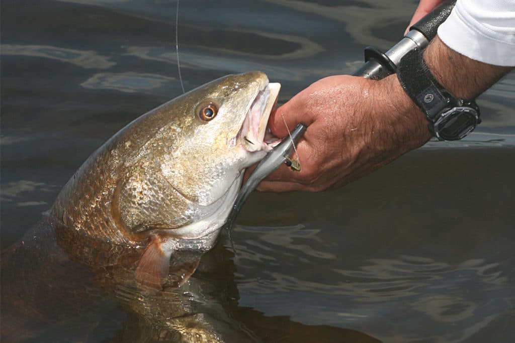 In Mosquito Lagoon, black drum and trophy seatrout are also frequent catches, depending on the calendar, but redfish remain the primary focus throughout the year.