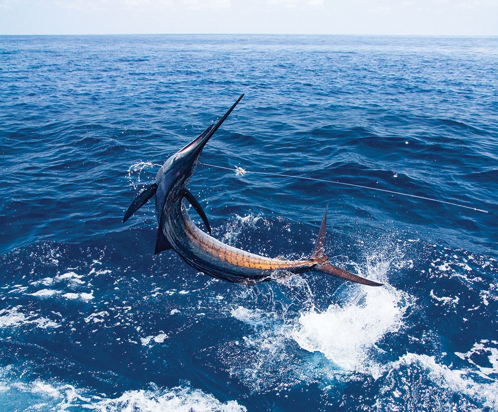 sailfish jumping out of the water