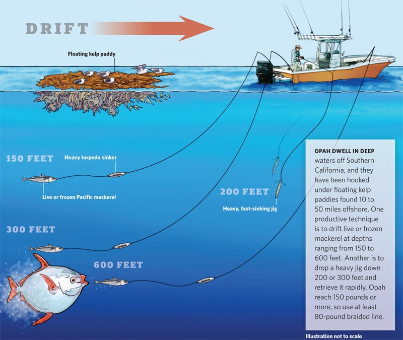 opah_diagram.jpg