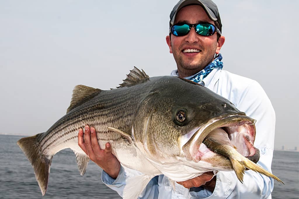 striped bass using topwater lures
