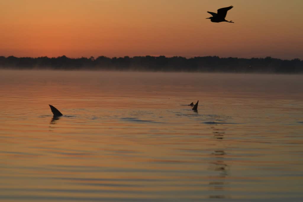 For wary Mosquito Lagoon redfish, unorthodox tactics pay off.