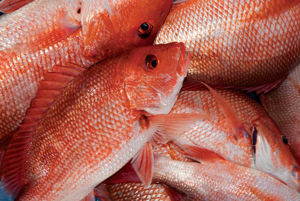 red snapper in the Gulf