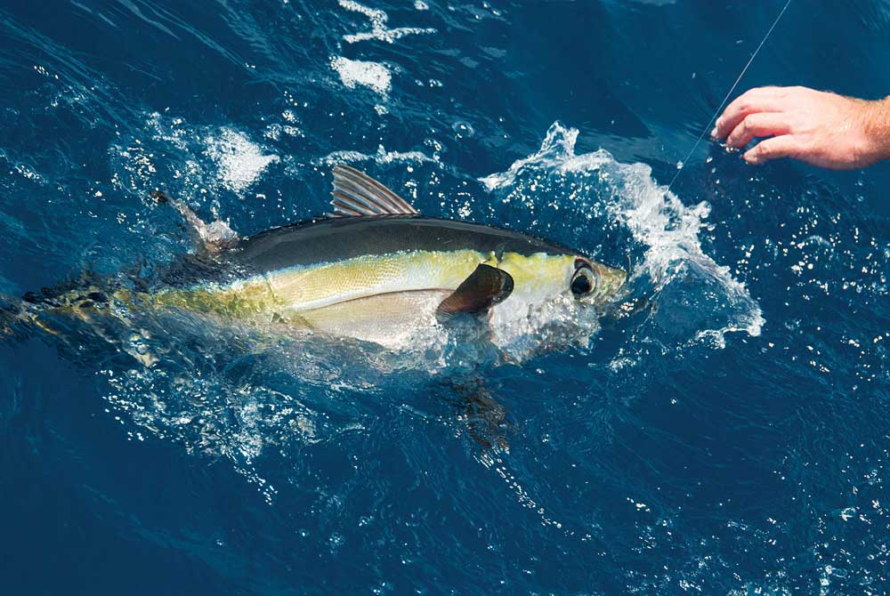 blackfin tuna in the Gulf