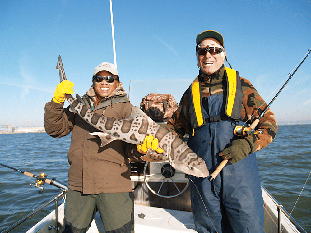 leopard shark fishing