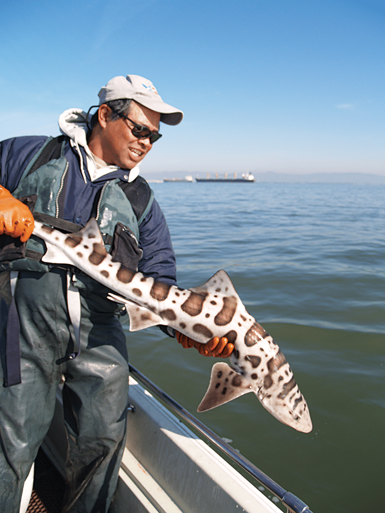 Leopard Shark Fishing in San Francisco Bay