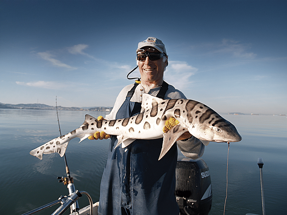 Leopard Shark Fishing in San Francisco Bay