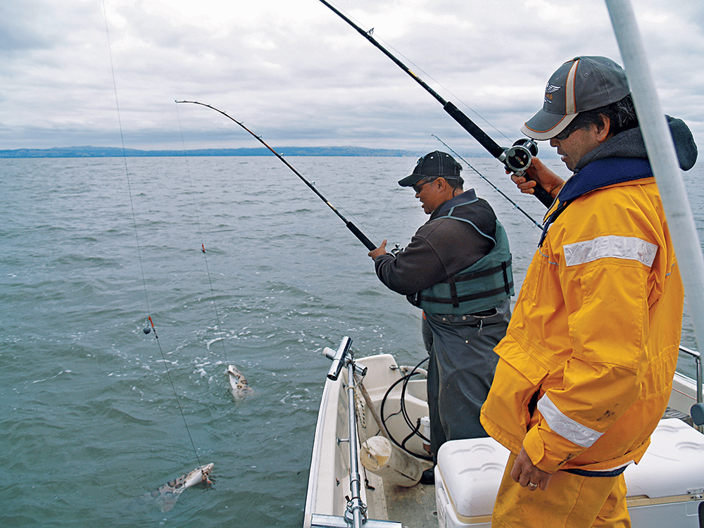 leopard shark fishing