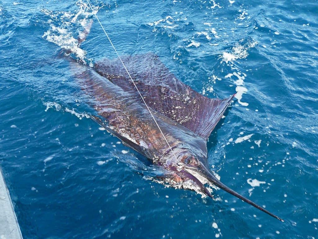 Great Pacific sailfish action put Costa Rica's fishing on the map.