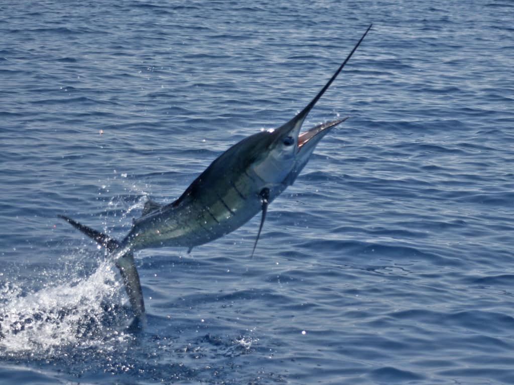 Sailfish are often found closer to shore than the various marlin species, allowing small boats to get in on the action.