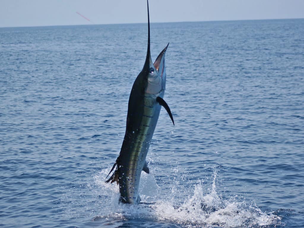 When it comes to Pacific sailfish, no other destination in the world comes close to matching Iztapa, Guatemala.