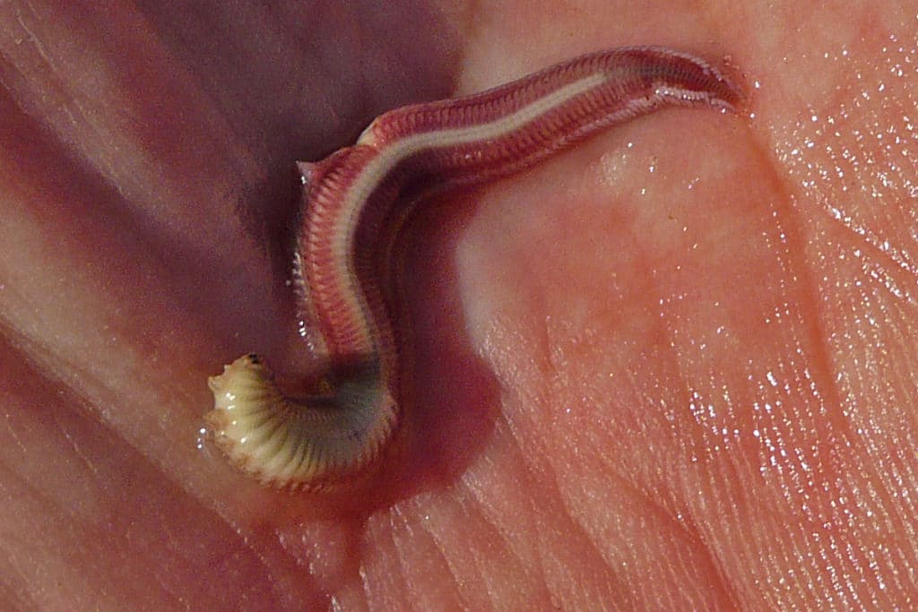 Palolo worms