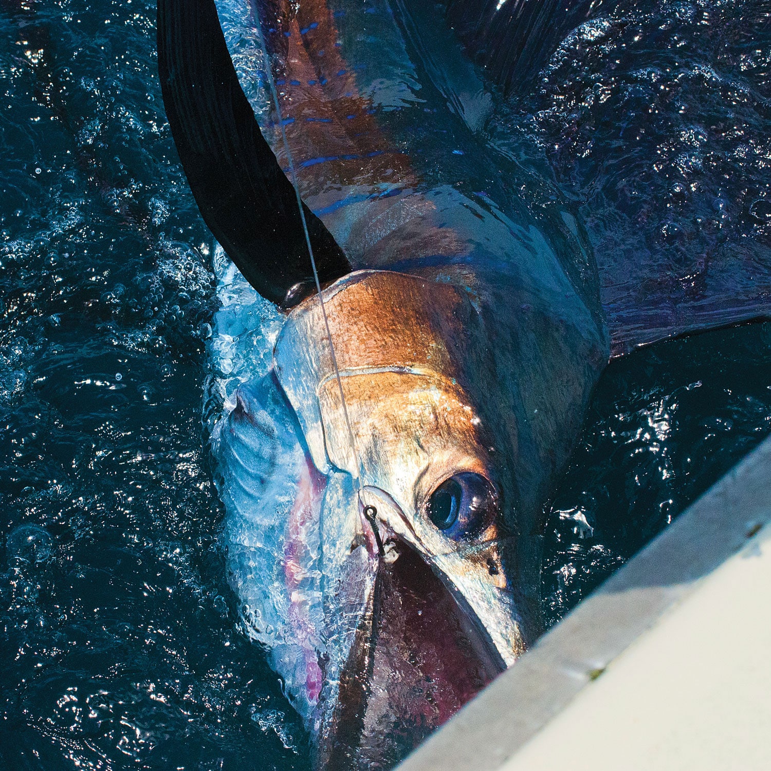 500-Pound Marlin Surprise - Offshore Fishing an Uninhabited Coast in Panama  