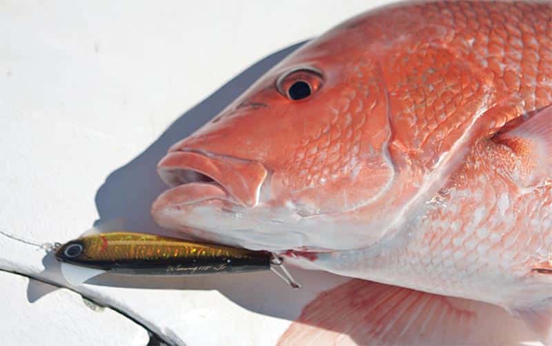 panhandle-snapper-closeup.jpg