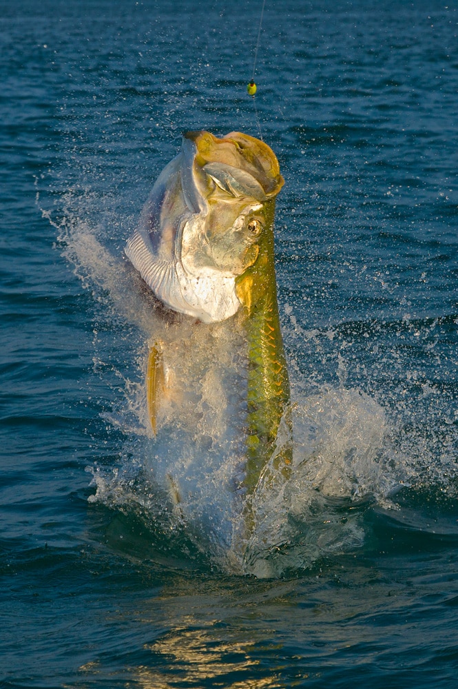 pat-ford-200-pound-tarpon-02.jpg