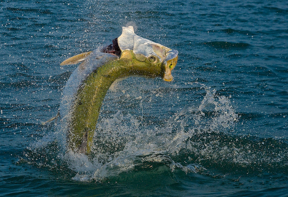 pat-ford-200-pound-tarpon-03.jpg