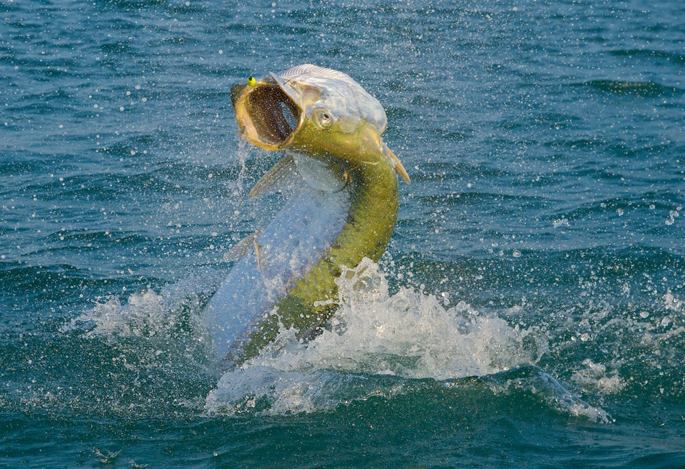 pat-ford-200-pound-tarpon-04.jpg