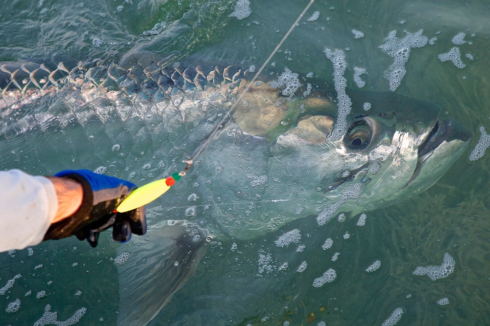 pat-ford-200-pound-tarpon-05.jpg