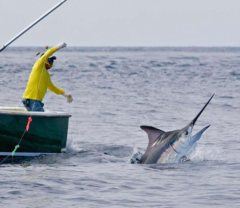 offshore fishing photos of marlin