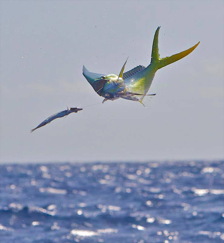 stunning offshore fishing photos