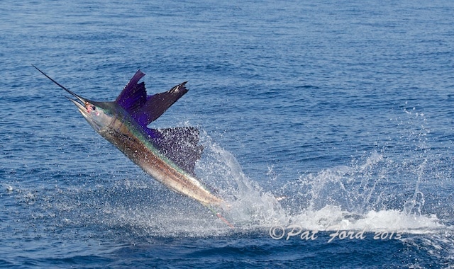 pat-ford-sailfish-on-fly-04.jpg