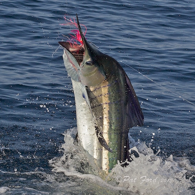 pat-ford-sailfish-on-fly-06.jpg