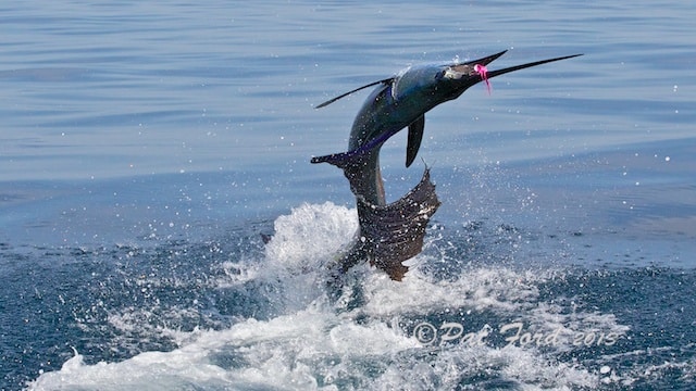 pat-ford-sailfish-on-fly-16.jpg