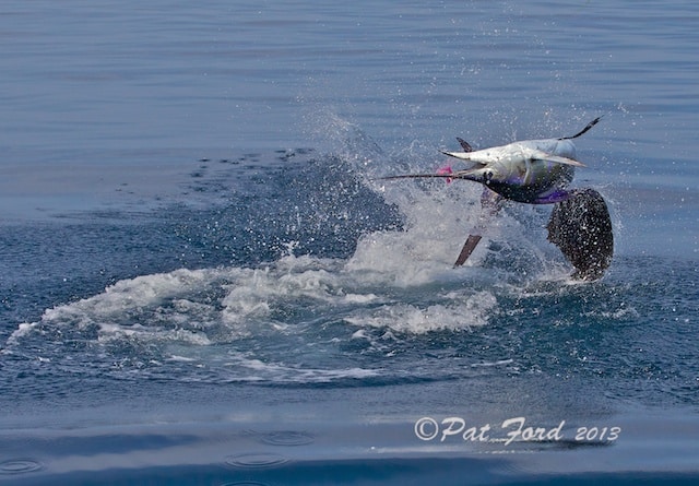 pat-ford-sailfish-on-fly-17.jpg