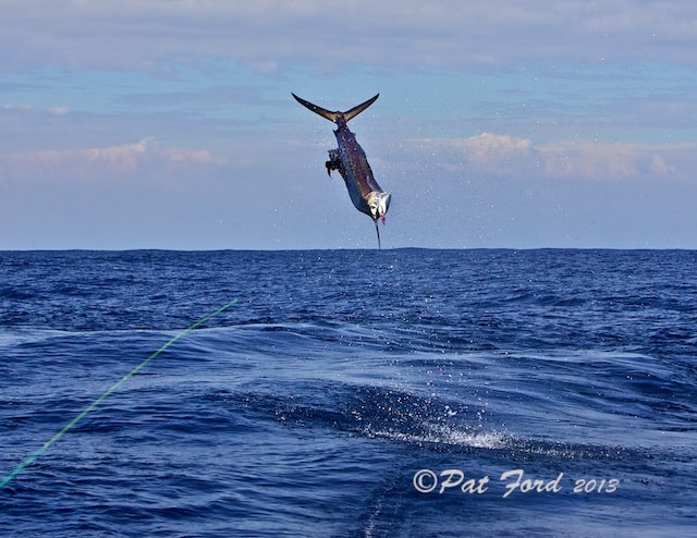 pat-ford-sailfish-on-fly-22.jpg