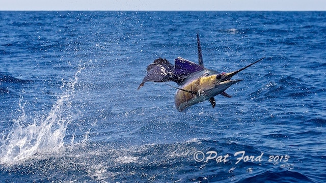 pat-ford-sailfish-on-fly-26.jpg