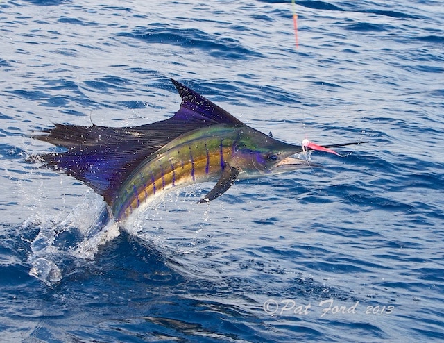 pat-ford-sailfish-on-fly-28.jpg