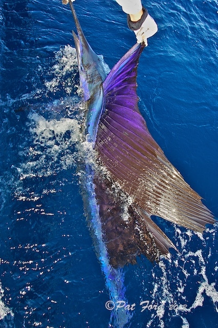 pat-ford-sailfish-on-fly-30.jpg