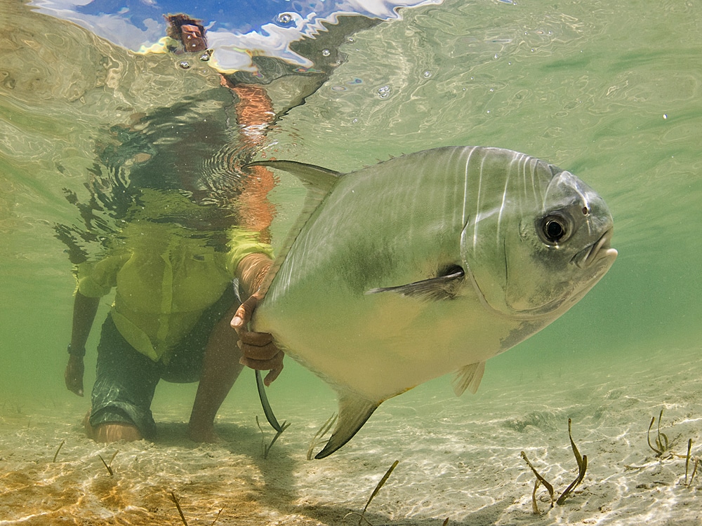 permit underwater caught on fly