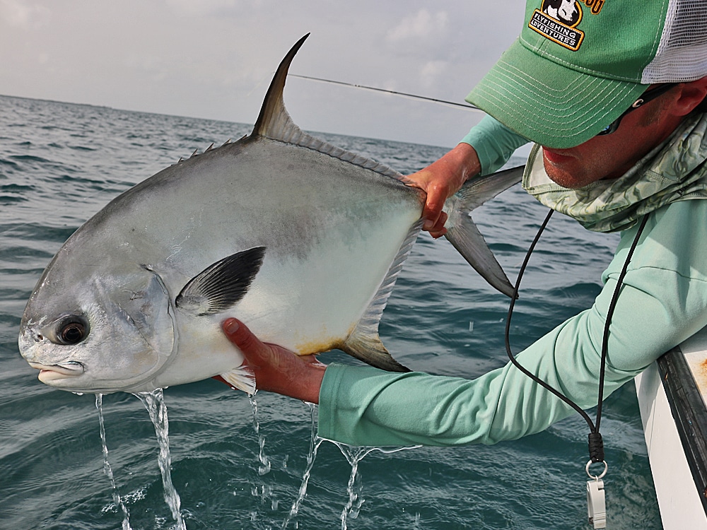 angler lifts with permit caught on fly