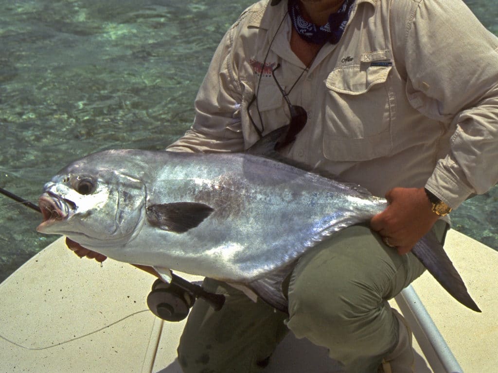 In shallow water, permit are particularly wary.