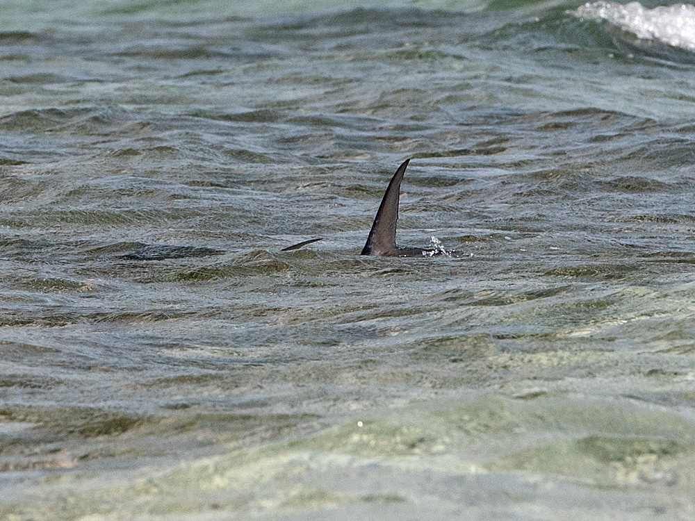 permit tailing on the flats