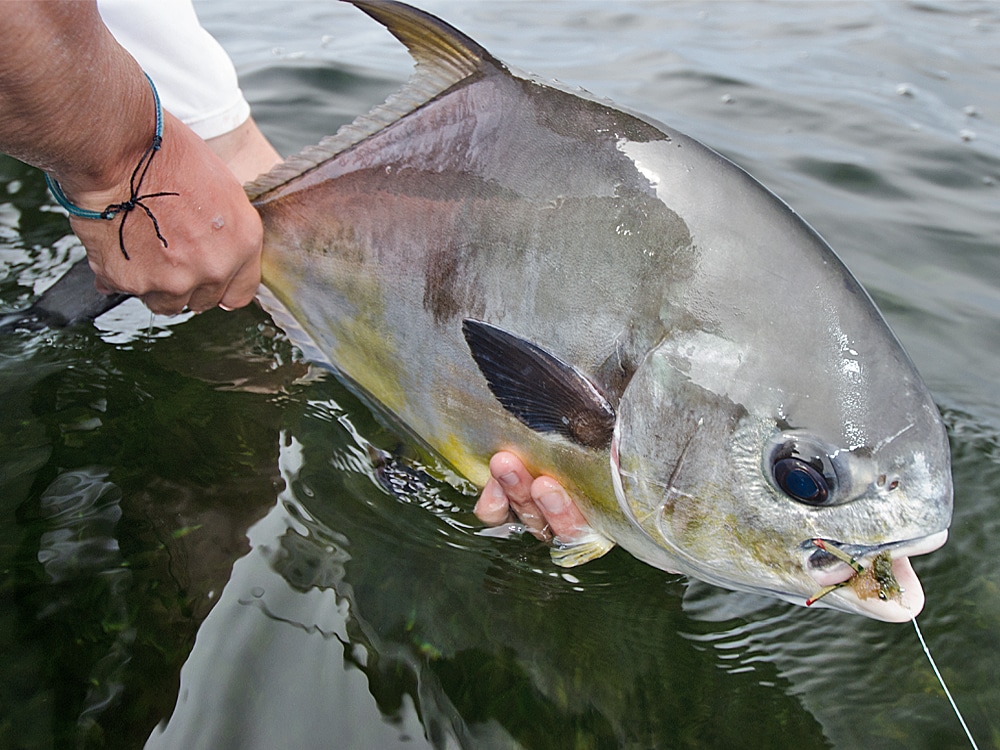 releasing permit caught on fly