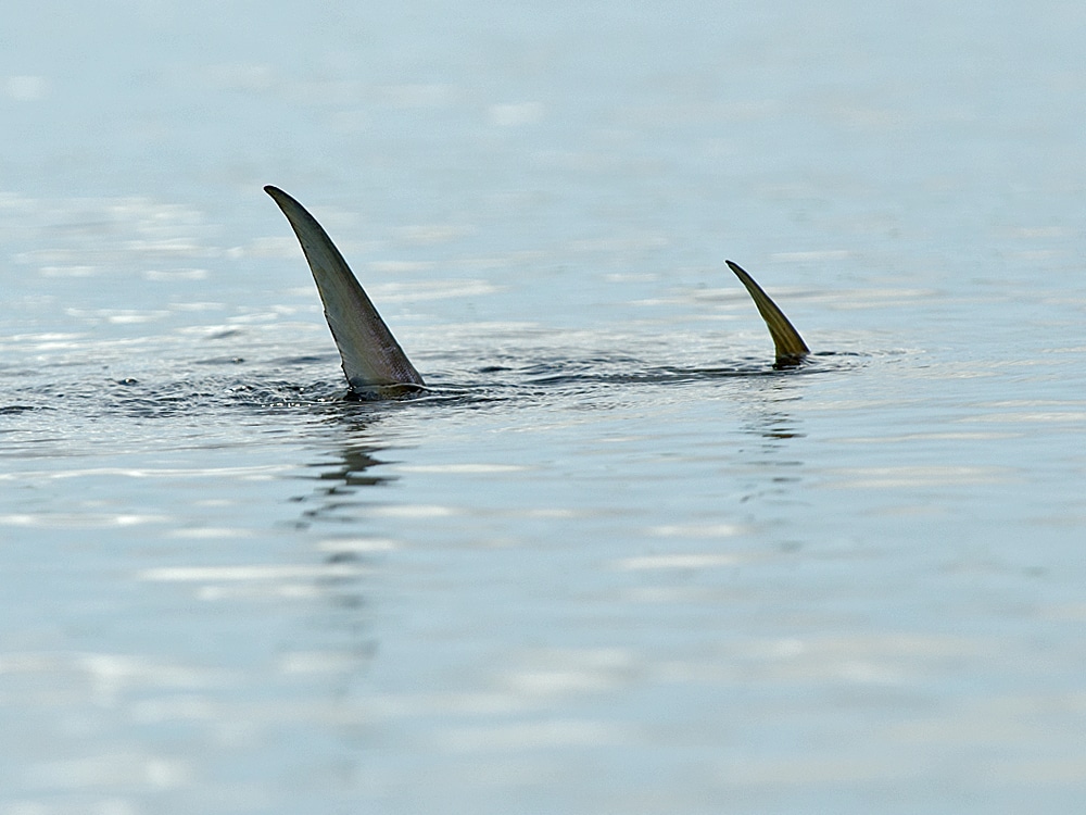 permit with exposed tail and dorsal fin